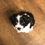 Rue Noel Lebron - @rue.thecockapoo - Instagram