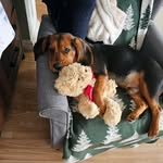 Noel - @noel_little_beaglier - Instagram