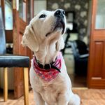 Noel Lynch - @scoutmcbarky - Instagram