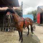 Noel Mccann - @noelmccann730 - Instagram