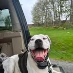 Noel Nolan - @noelhomeimprovements - Instagram