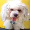 Noel Pangan - @user72486865 - TikTok