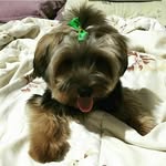 Noel/pepper🐶🐕 - @noelpepper - Instagram