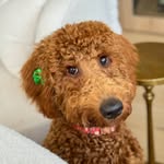 Pepper - @pepper_noel_goldendoodle - Instagram