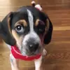 pepper.noel - @pepper.noel - TikTok