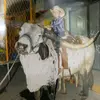 noelrubio16 - @noelrubio16 - TikTok