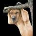Noel Sequeira - Facebook