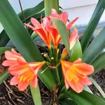 Noel Sutton - @noelsutton11646 - Instagram