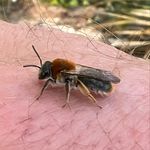 Noel Sweeney - @irishgreeninfrastructure - Instagram