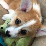 Gidget (Noel Swift) K. - @gidget.thecorgi - Instagram
