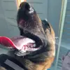 Noël - @noel._swift - TikTok