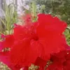 Hannah❤️‍🩹💬 - @warea.noel.rambu - TikTok