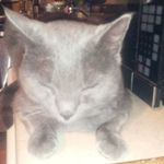 Noelle Dow - @noelle.cats - Instagram