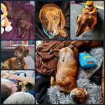 Noelle James - @whiskythelilweenie - Instagram