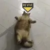 noelle.john - @noelle.john - TikTok