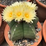 Noel Wallace - @noel.wallace.1447 - Instagram