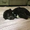 noellewebb33 - @itz_oliveruwu - TikTok