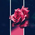 Noemi Gargiulo - @piccolabimbadelusa - Instagram