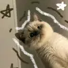 Noemi _ lagos11 - @noemi_lagos27 - TikTok