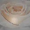 Noemi Rizzo - @noemi.rizzo41 - TikTok