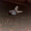 Nolanbeck_ - @nolanbeck_ - TikTok
