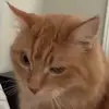 nolashafferrrrrr - @nolashafferrrrrr - TikTok