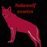 Nolawolf exotics - @nolawolfexotics - Instagram