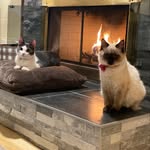 Nola.Wolfe - @nola.wolfe_hamptonpurr - Instagram