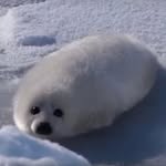 Nolan Chan - @nolan.chan.5688 - Instagram
