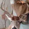 NolanFields#0 - @nolanfields - TikTok