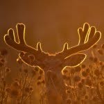 Nolan Hale - @ratherbehunting05 - Instagram