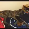 Nolan_Longstreet - @noaln5599 - TikTok