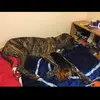 Nolan Longstreet - @nolanlongstreet - TikTok