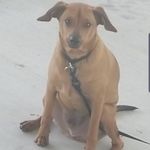 Nolan Sims - @fortheloveofdogs41 - Instagram