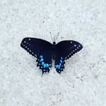 Nonalee - @nonalee123 - Instagram