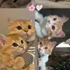 Noor 🫶🏼 - @noorbelle0 - TikTok