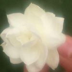 Noor Bibi - @noorfatima.abc - Instagram