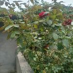 Noor Bibi - @bibinoor540 - Instagram