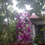 Nora Forteo Barcelo - @_aron.71 - Instagram