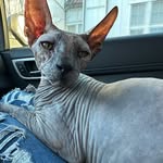 Nora Mae, Wilson Jay & Beasley Ray - @barenaked_kitties - Instagram