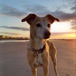 Nora Bell - @nora_the_giant_hound - Instagram