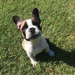 TörpiJhonny & NoraBell - @johnny.and.norabell - Instagram
