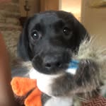 Naughty Nora 🐾 (Tripaw) - @norathebonner - Instagram