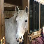 Nora Brady - @norabradydressage - Instagram