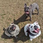 Reuben and Nora Bean and Link and Callahan - @reuben_and_norabean_and_link - Instagram