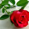noracampos418 - @noracampos418 - TikTok