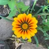 Nora Carrillo - @nora.carrillo3 - TikTok