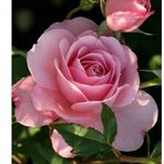 Nora Cataldo - Facebook