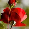 md-mamun-0987654321 - @chapmannora - TikTok