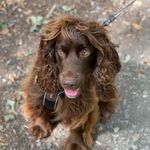 Nora - @nora.the.australiancobberdog - Instagram